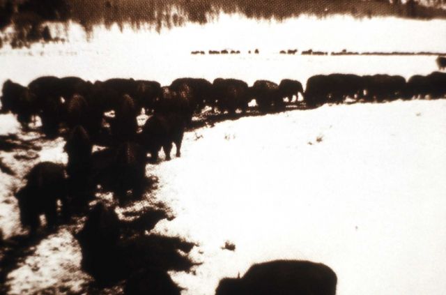Bison feeding line in Lamar Valley Picture