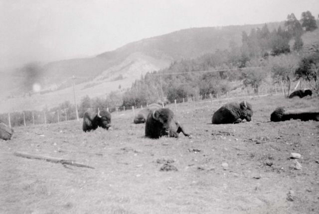 Bison in the Mammoth Showpen Picture