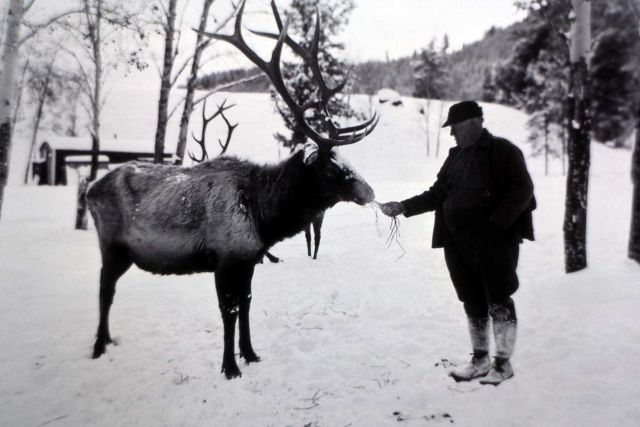Elk feeding in Lamar Valley Picture