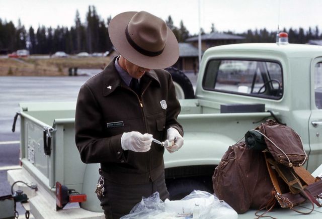 Yellowstone National Park Ranger loading needle for anesthetizing grizzly bear Picture