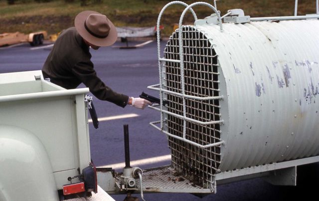 Yellowstone National Park Ranger anesthetizing bear in trap Picture