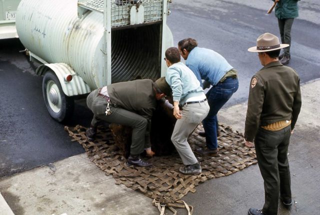 Yellowstone National Park employees putting anesthetized bear into net Picture