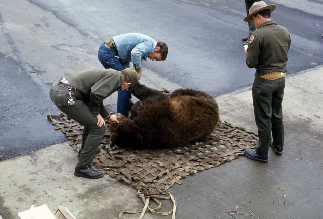 Yellowstone National Park employees loading anesthetized bear into net Picture