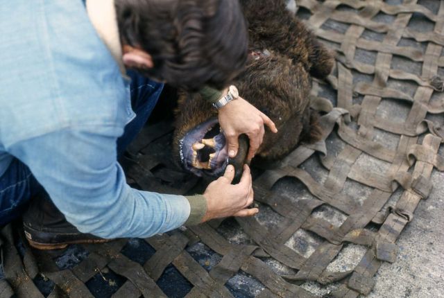 Jay Sumner checking for tattoo inside bear's mouth Picture