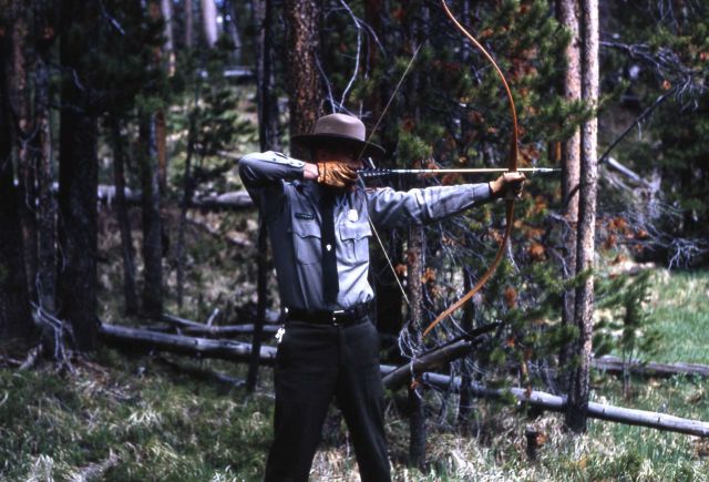 Yellowstone National Park Ranger preparing to tranquilize bear with bow & arrow Picture