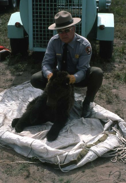 Measuring anesthetized grizzly bear cubs Picture