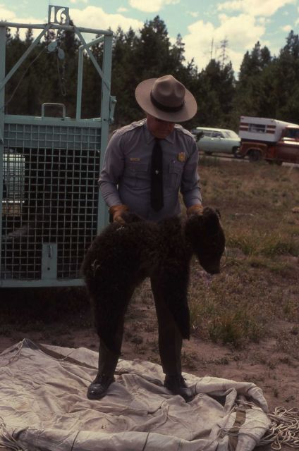 Measuring anesthetized grizzly bear cubs Picture