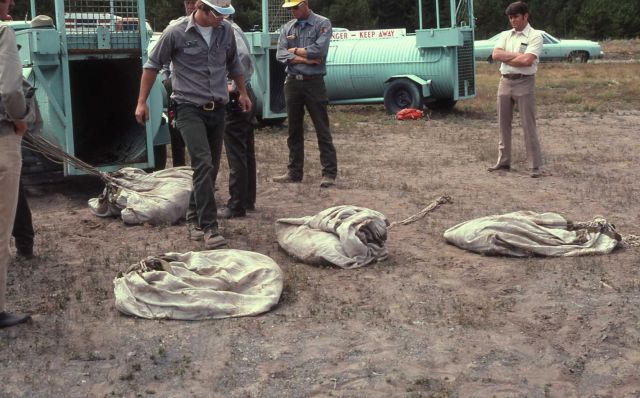 Yellowstone National Park employees preparing anesthetized grizzly bear cubs for air-lift Picture