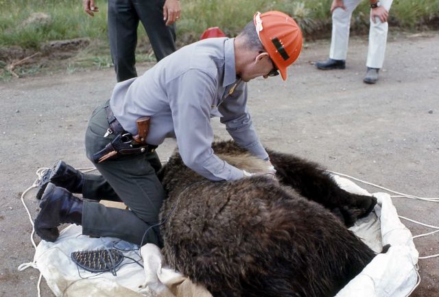 Yellowstone National Park employee shocking anesthetized bear Picture