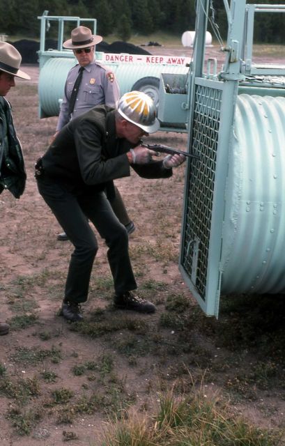 Yellowstone National Park employee anesthetizing bear in trap Picture