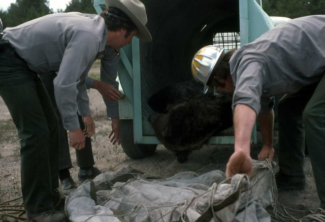 Yellowstone National Park employees taking anesthetized bear out of trap Picture