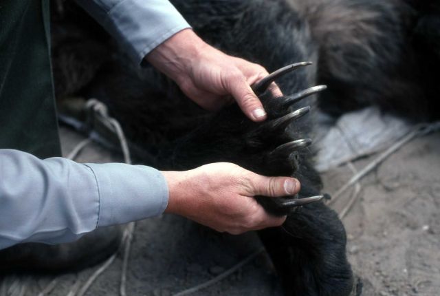 Yellowstone National Park employee checking the claws of an anesthetized bear Picture