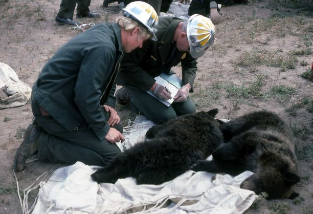 Yellowstone National Park employees recording information on anesthetized bear cubs Picture