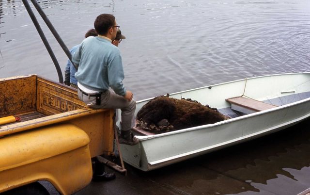 Anesthetized bear in boat waiting to be relocated Picture