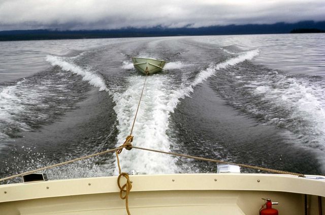 Transporting anesthetized bear by boat for relocation Picture