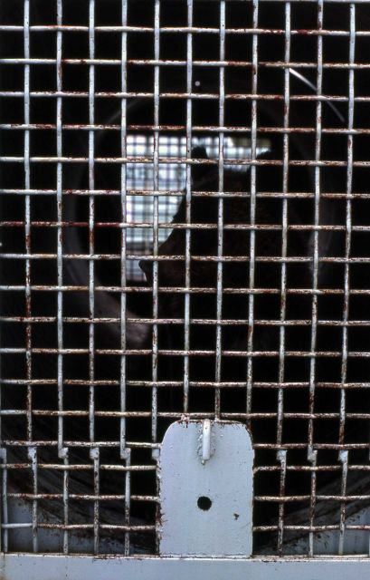 Bear in trap Picture