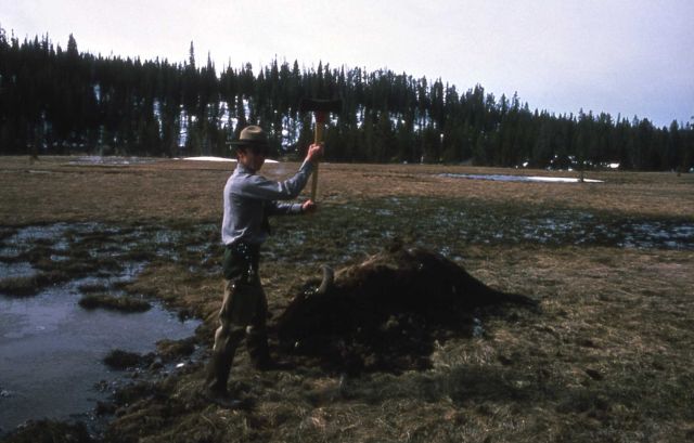 Ranger breaking up bison skull Picture