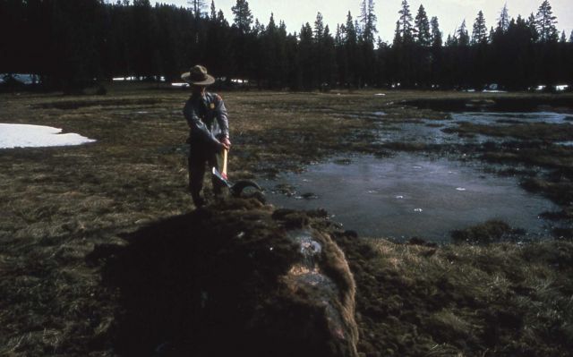 Ranger breaking up bison carcass Picture