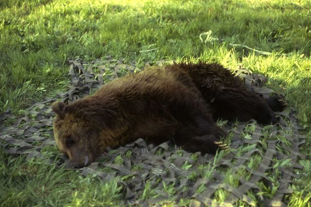 Anesthetized grizzly bear on cargo net Picture