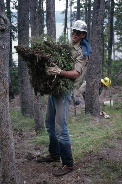 Youth Conservation Corp workers working to rehab & revegetate a backcountry campsite on Shoshone Lake Picture