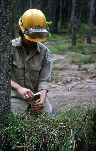 Youth Conservation Corp worker working to rehab & revegetate a backcountry campsite on Shoshone Lake Picture