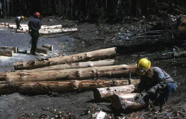 Youth Conservation Corp workers making bumper logs (debarking) Picture