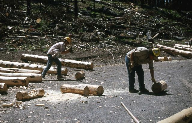 Youth Conservation Corp workers making bumper logs (chopping in grooves) Picture