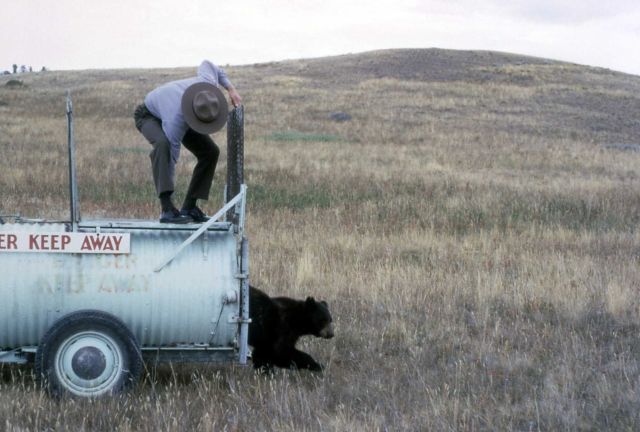Yellowstone National Park employee releasing (relocating) bear Picture