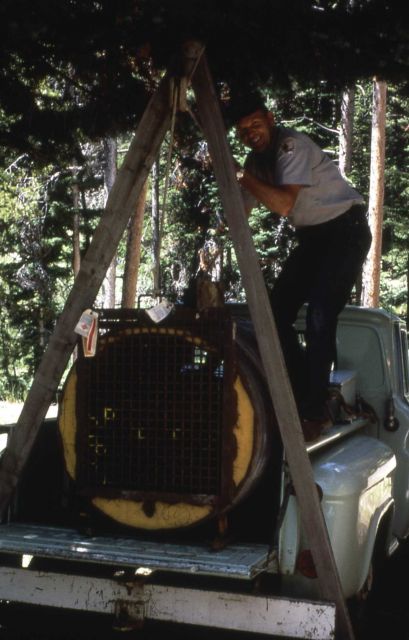 Yellowstone National Park employee Ted Weight with bear trap Picture