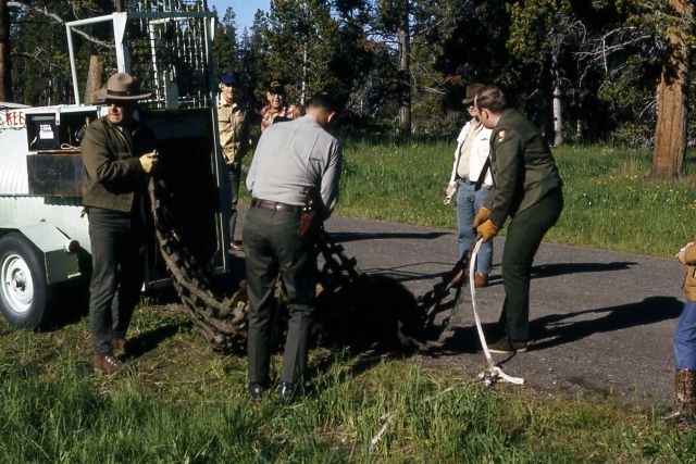 Unloading anesthetized grizzly bear from trap & into net Picture