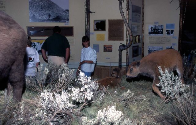 Bison exhibit at the Canyon Visitor Center Picture