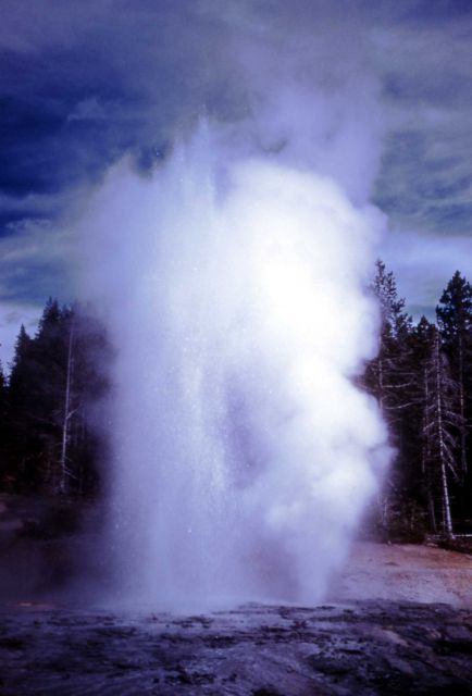 Minute Geyser Norris Geyser Basin Picture