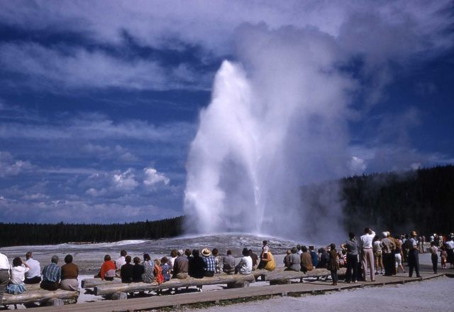 Old Faithful Geyser in the summer Picture