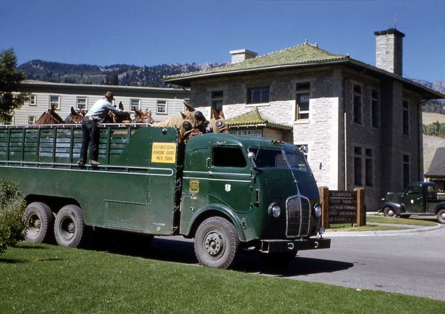 US Forest Service mule transport in Mammoth Hot Springs Picture