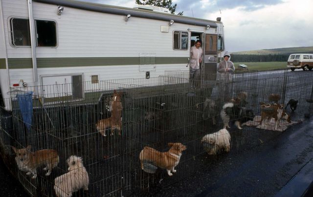 Travelling dog show Picture