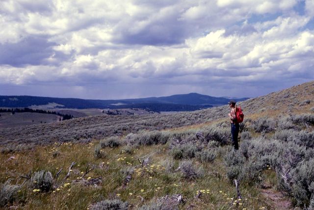 Howard Eaton trail in Hayden Valley Picture