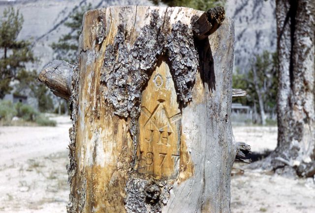 Masonic sign on tree trunk Picture