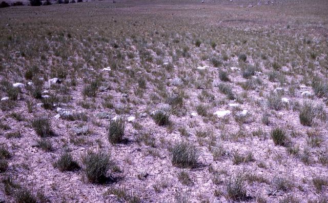 Teepee ring, rifle range - History - Indians Picture