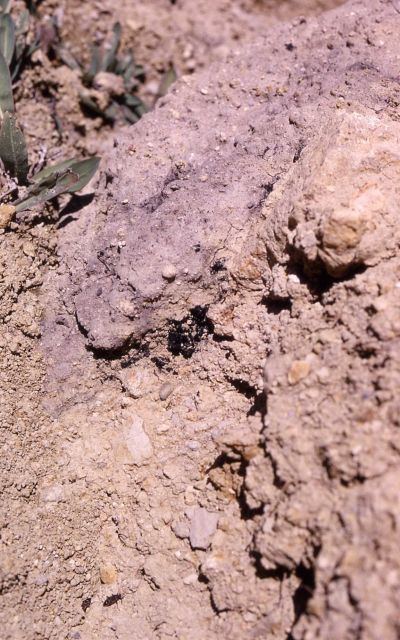 Carbon dating - History - Indians Picture