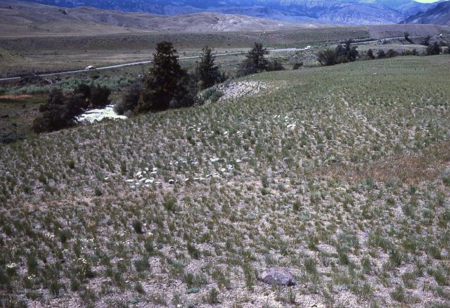 Teepee rings on rifle range near Gardiner - History - Indians Picture