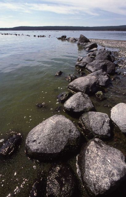 Yellowstone Lake fish weir, possibly made by indians - History - Indians Picture