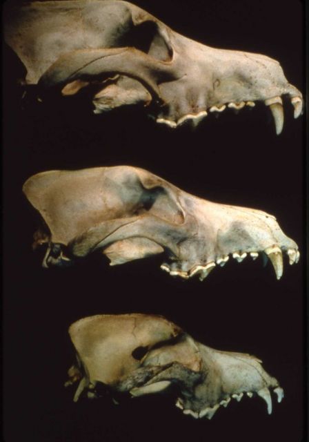 Skull of wolf (top), wolf hybrid dog (middle) recoved in Wyoming (size of sheepeater dog) & dog (lower) Picture