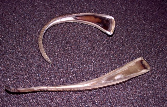 Staves (horn is soaked & straightened) Picture