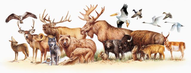 Yellowstone National Park wildlife montage Picture
