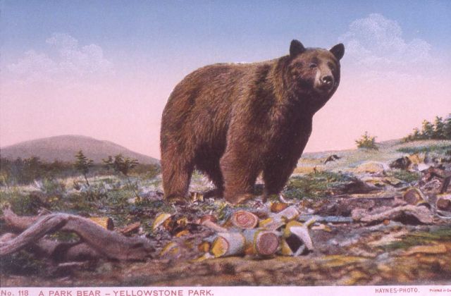 Postcard of a Yellowstone Park bear Picture