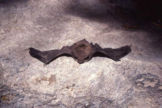 Bat (dead?) on ground Picture