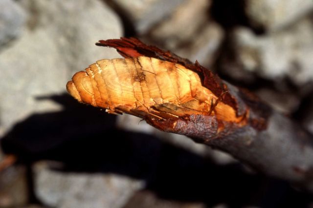 Beaver chewings Picture