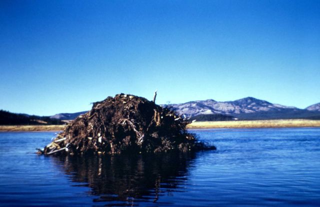 Beaver lodge in Yellowstone River canyon Picture