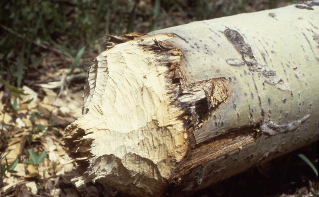 Beaver gnawed aspen at Hayden Fork of Bear River, Utah Picture