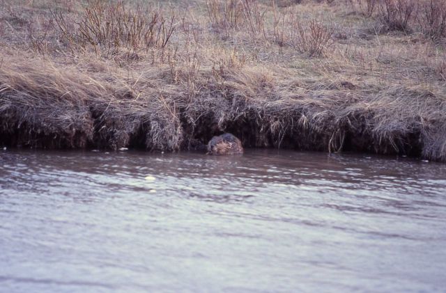 Beaver in Soda Butte Creek near confluence with Lamar River Picture